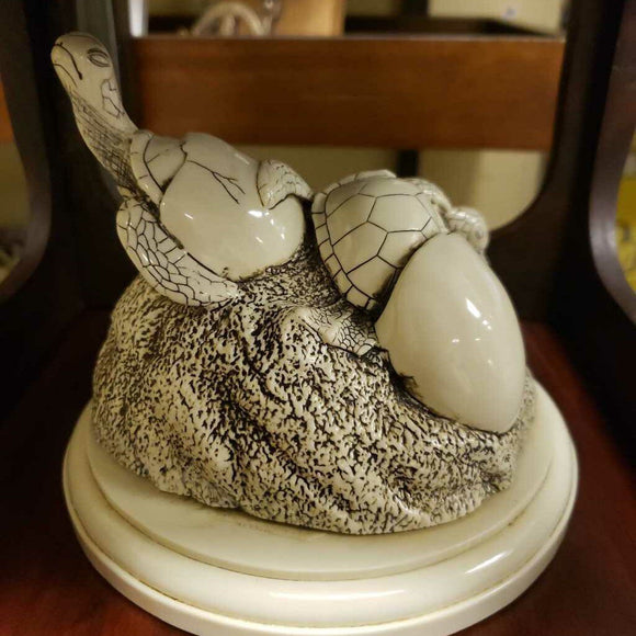 Cook company turtle hatchlings